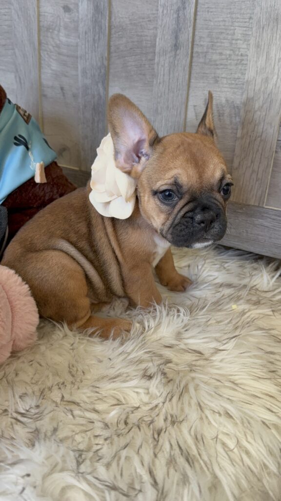 Winnie | Sable French Bulldog Female | Available in February 5th, 2026