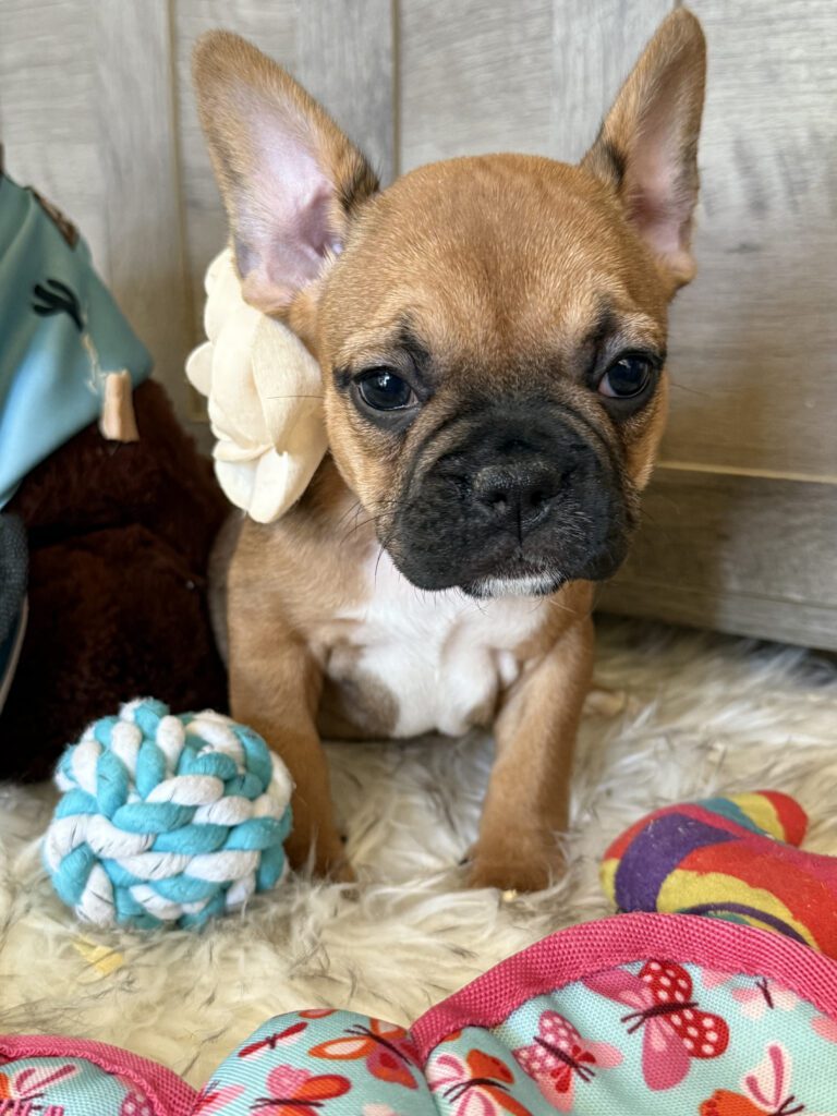 Winnie | Sable French Bulldog Female | Available in February 5th, 2026