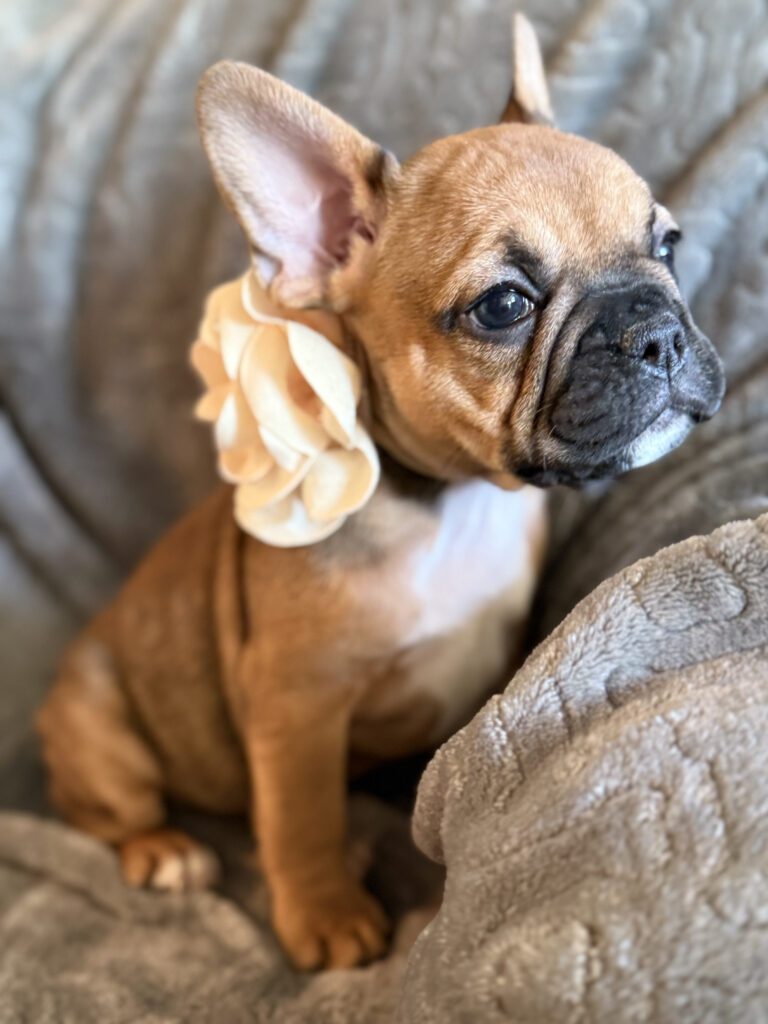 Winnie | Sable French Bulldog Female | Available in February 5th, 2026