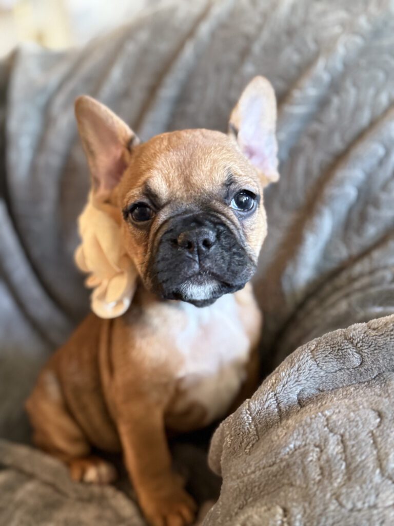 Winnie | Sable French Bulldog Female | Available in February 5th, 2026