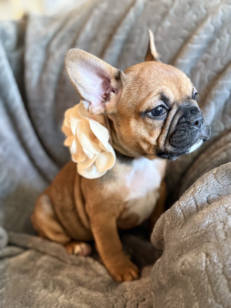 Winnie | Sable French Bulldog Female | Available in February 5th, 2026