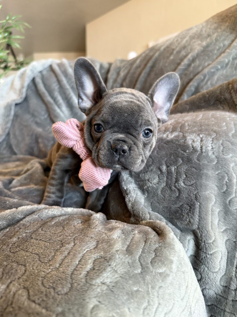 Wisper | Blue French Bulldog Female | Available in February 5th, 2026