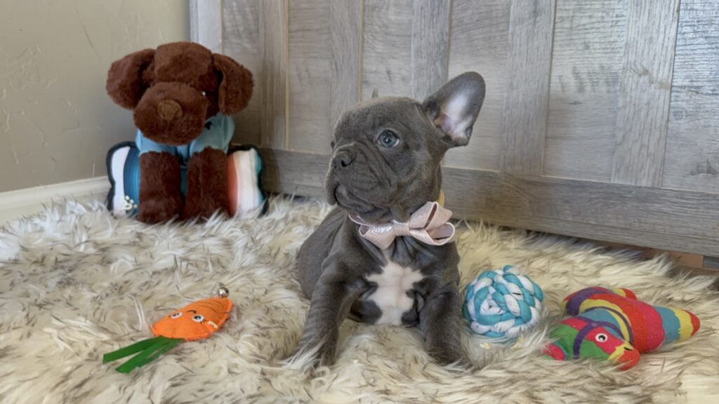 Wisper | Blue French Bulldog Female | Available in February 5th, 2026