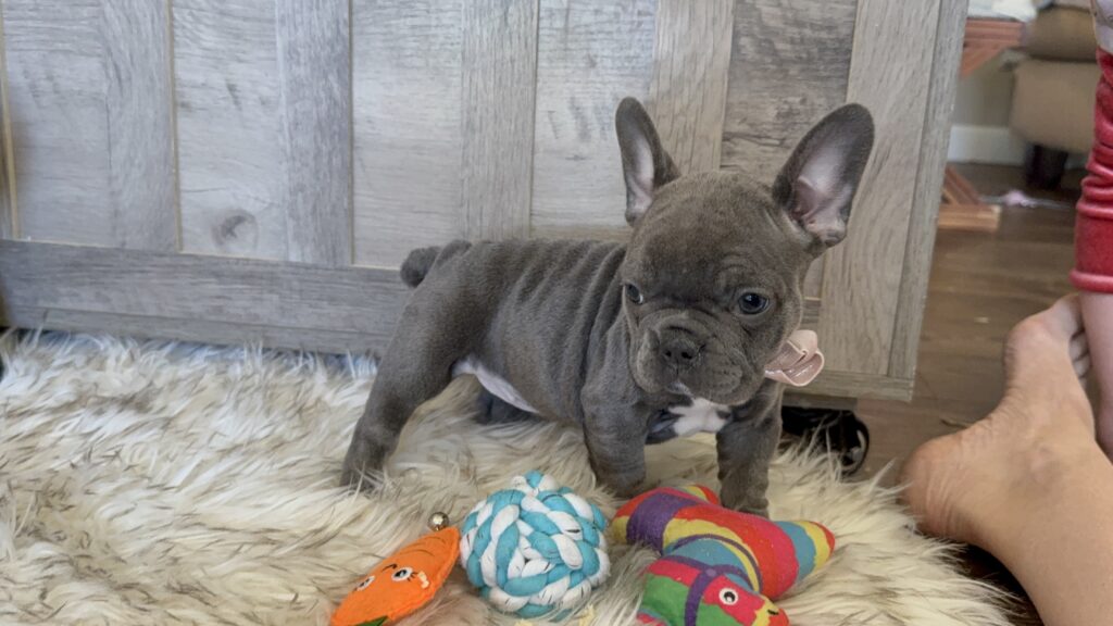 Wisper | Blue French Bulldog Female | Available in February 5th, 2026