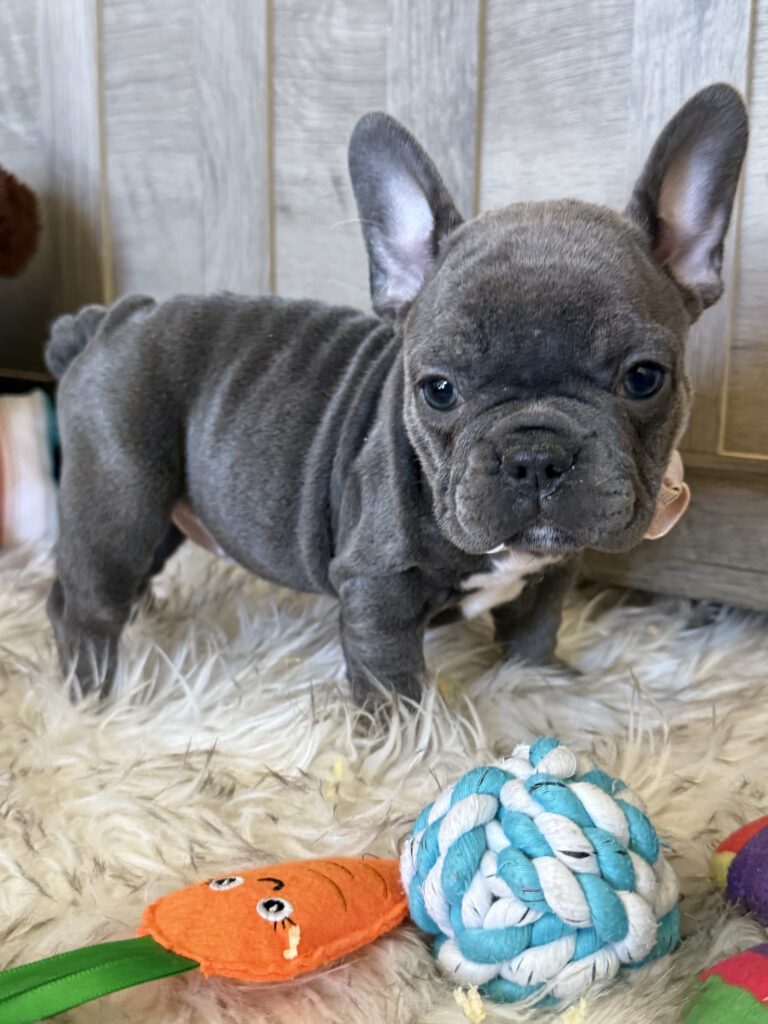 Young | Blue French Bulldog Male | Available in January 26th, 2026