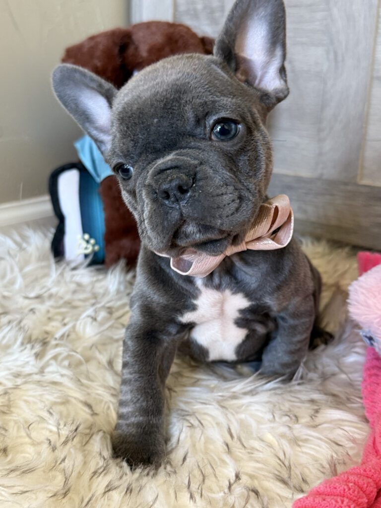 Wisper | Blue French Bulldog Female | Available in February 5th, 2026