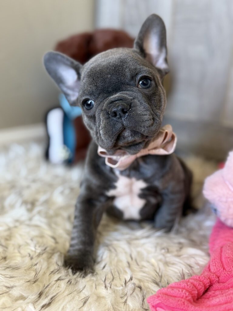 Young | Blue French Bulldog Male | Available in January 26th, 2026