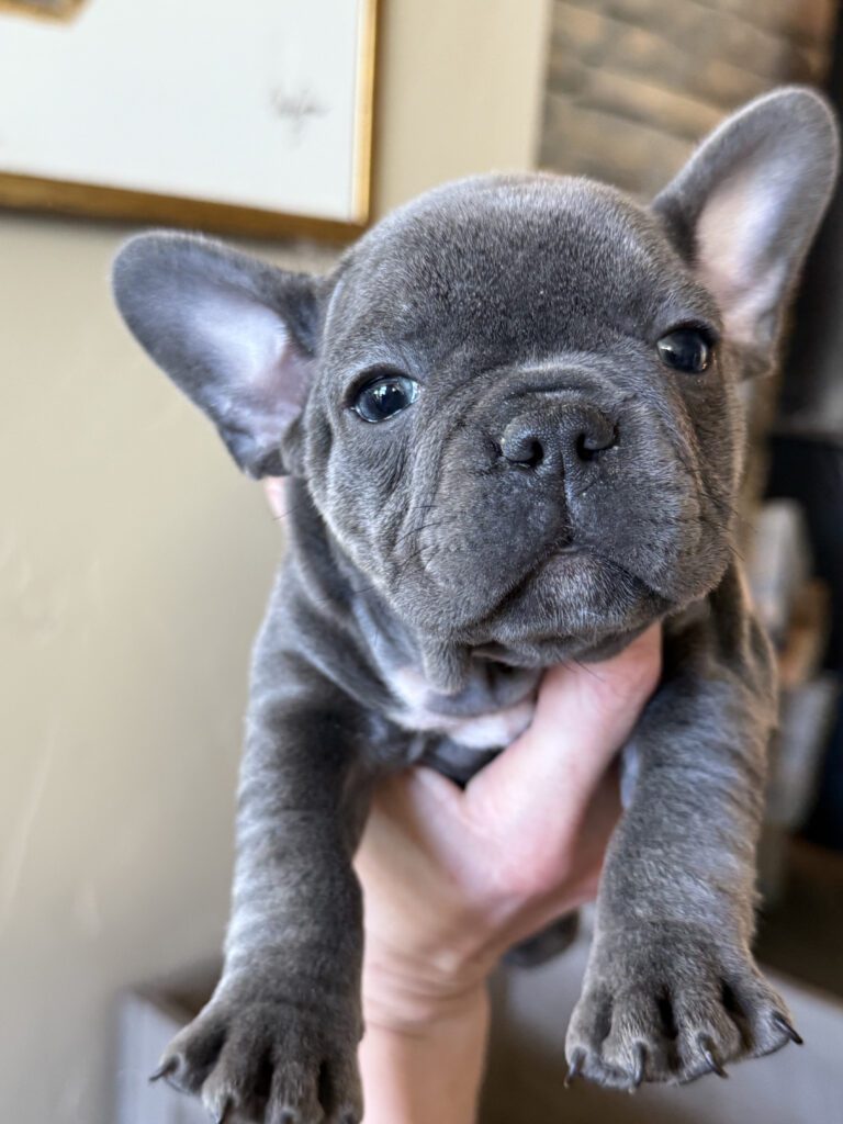 Wisper | Blue French Bulldog Female | Available in February 5th, 2026
