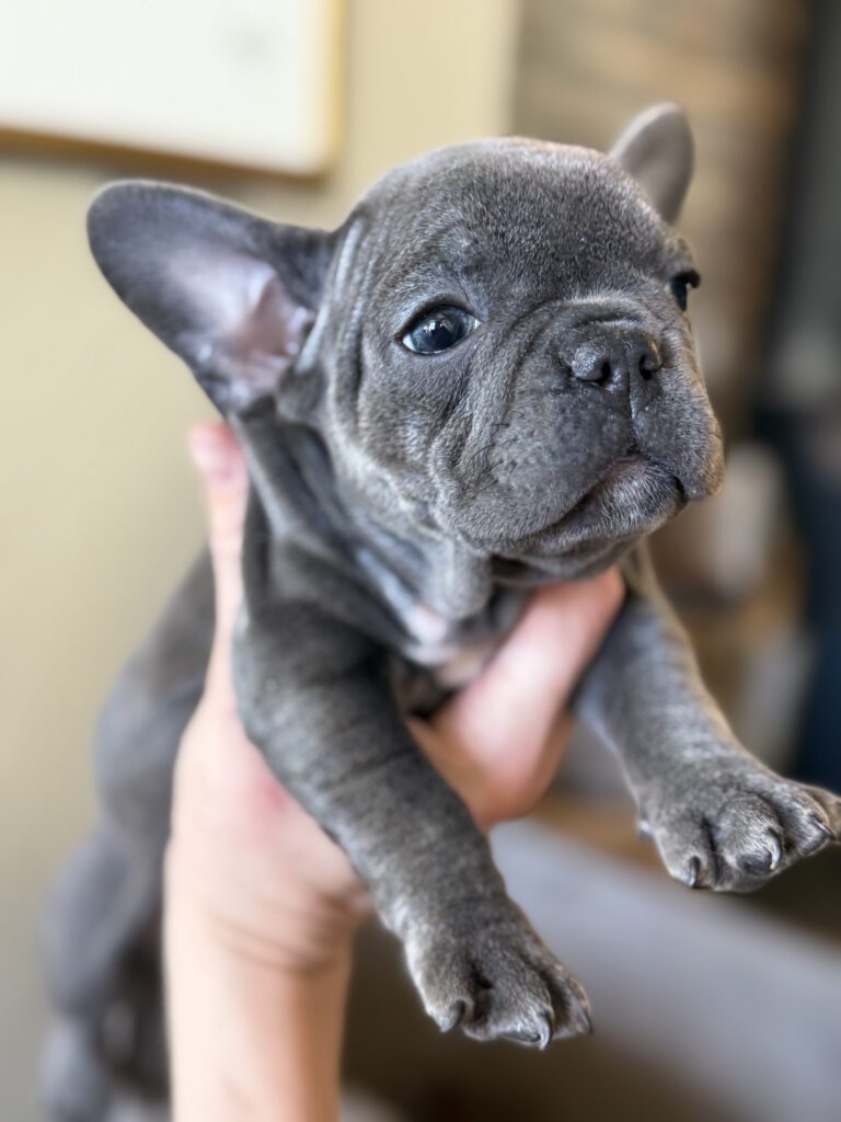 Wisper | Blue French Bulldog Female | Available in February 5th, 2026