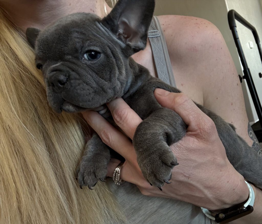 Young | Blue French Bulldog Male | Available in January 26th, 2026