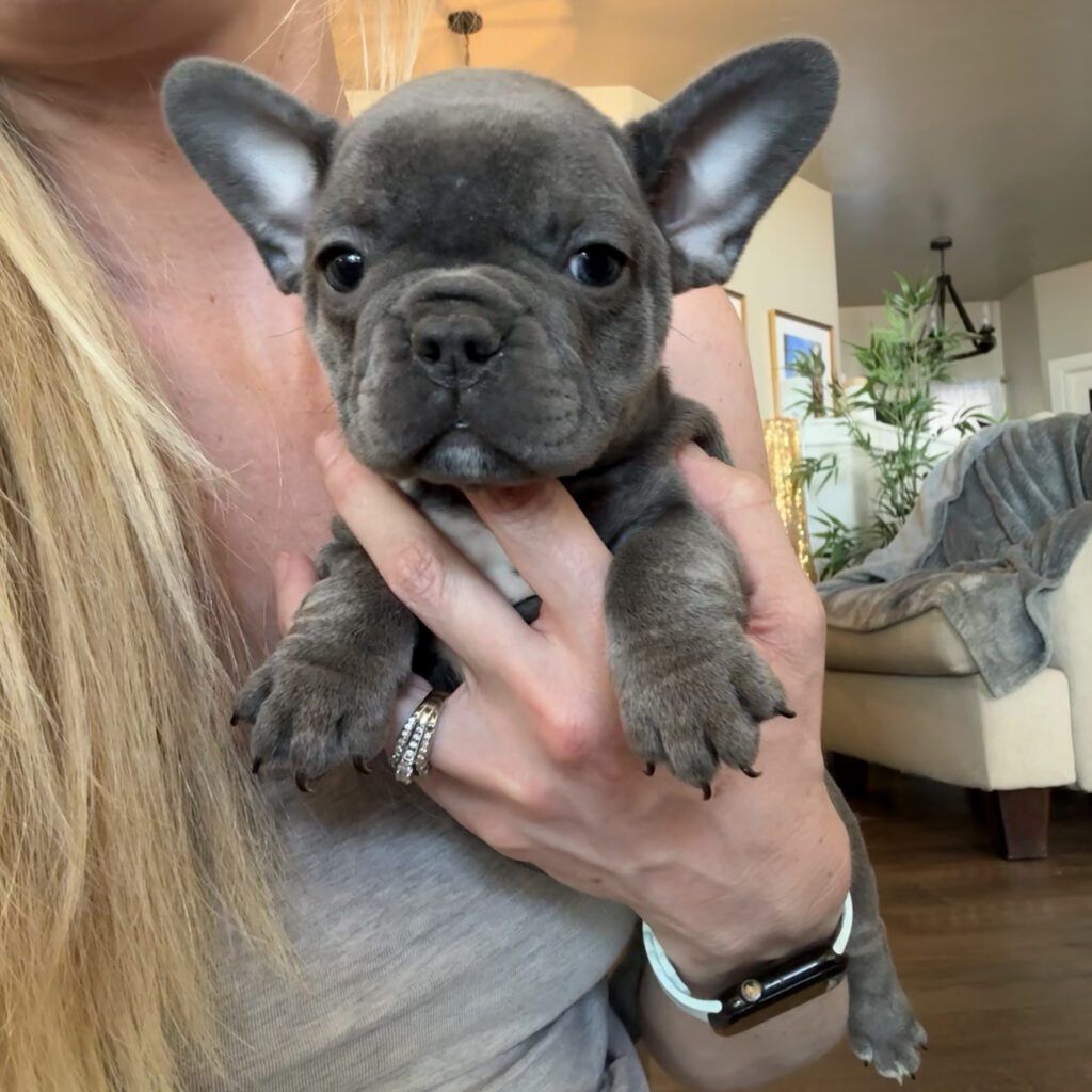 Wisper | Blue French Bulldog Female | Available in February 5th, 2026