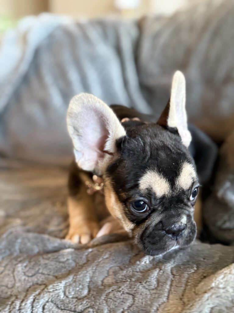 Whitney | Black & Tan French Bulldog Female | Available in February 5th, 2026