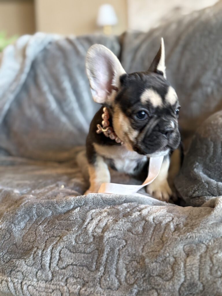 Whitney | Black & Tan French Bulldog Female | Available in February 5th, 2026