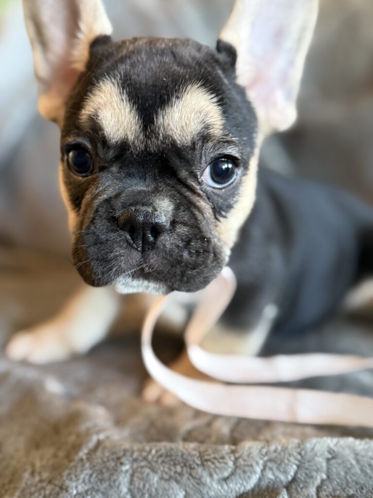 Whitney | Black & Tan French Bulldog Female | Available in February 5th, 2026