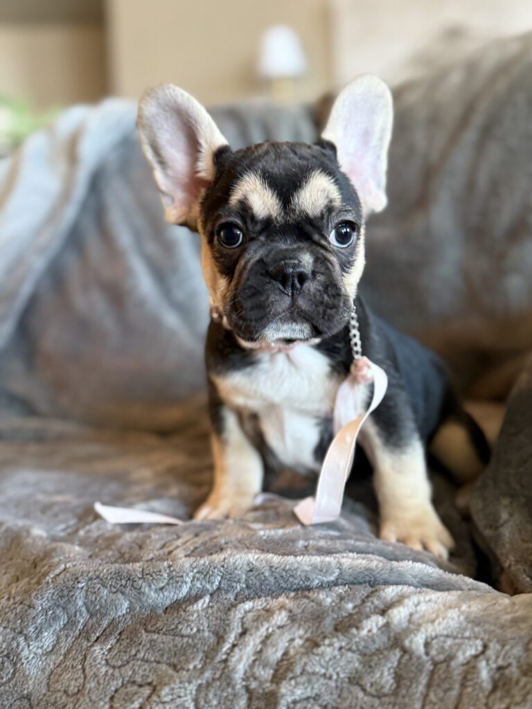 Whitney | Black & Tan French Bulldog Female | Available in February 5th, 2026