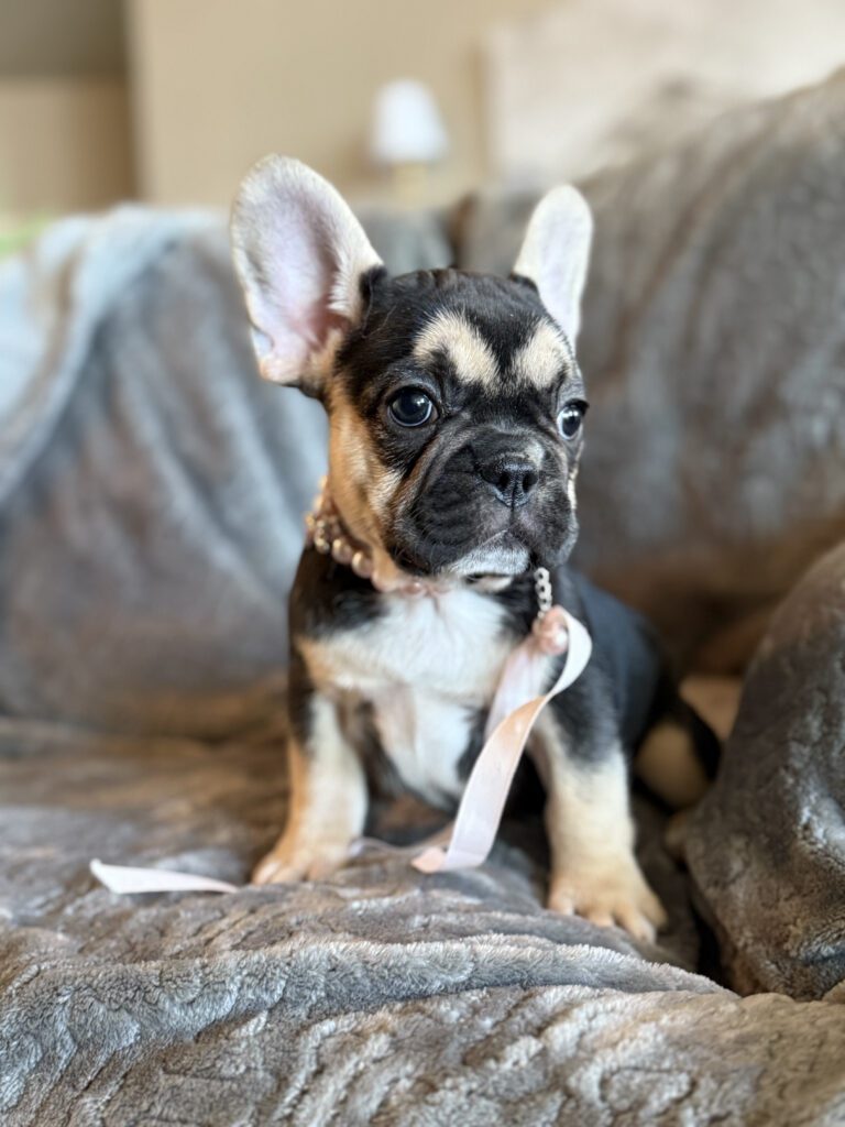 Whitney | Black & Tan French Bulldog Female | Available in February 5th, 2026