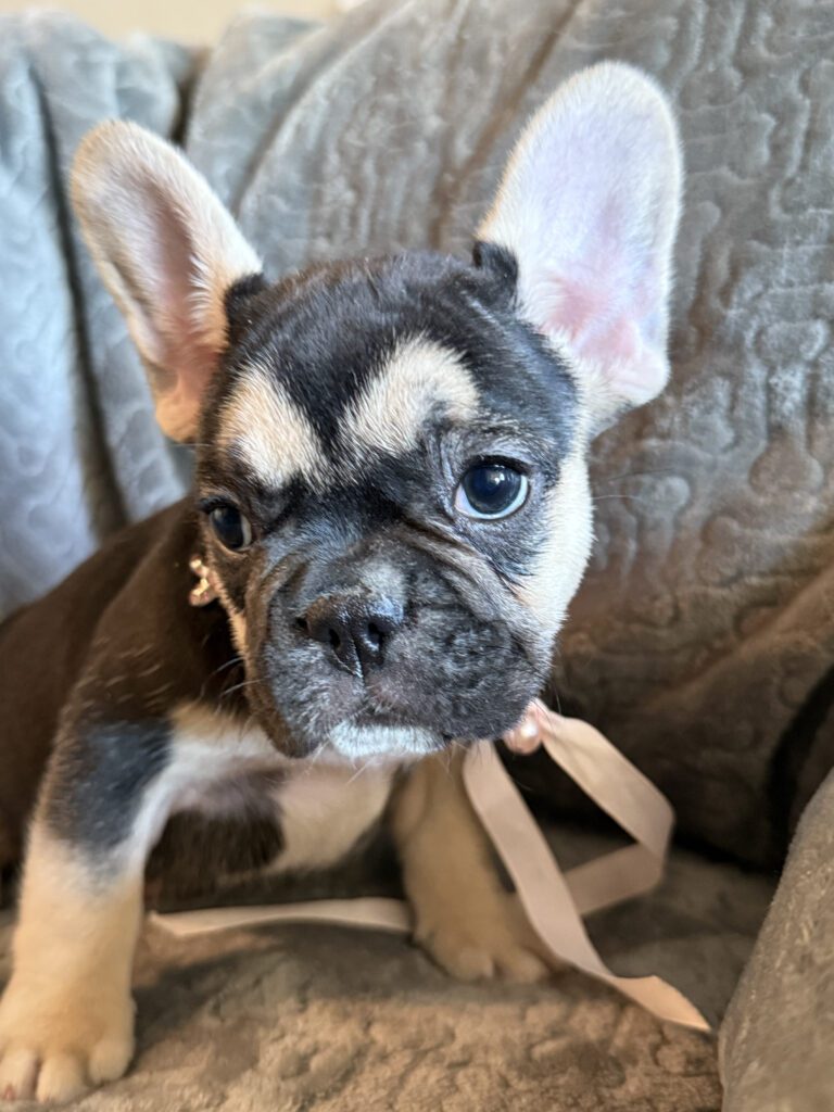 Whitney | Black & Tan French Bulldog Female | Available in February 5th, 2026