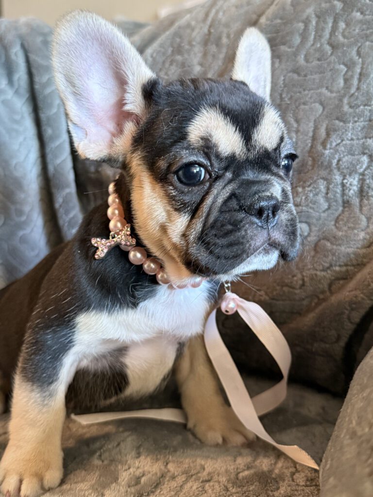 Whitney | Black & Tan French Bulldog Female | Available in February 5th, 2026