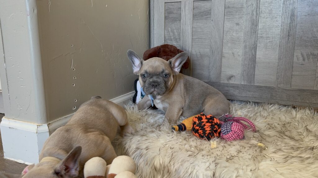 Yaro | Blue Fawn French Bulldog Male | Available in January 26th, 2026