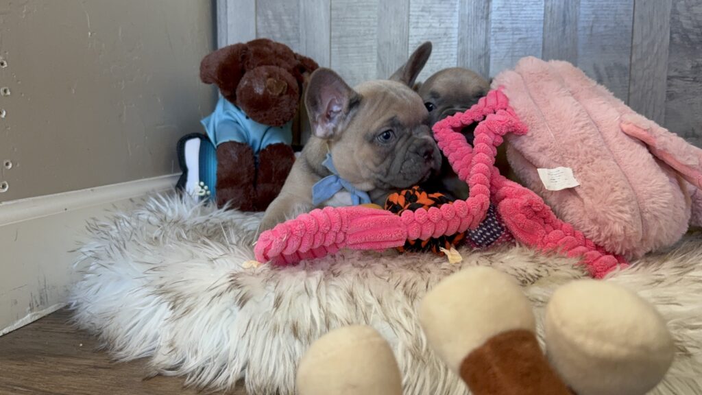 Yaro | Blue Fawn French Bulldog Male | Available in January 26th, 2026