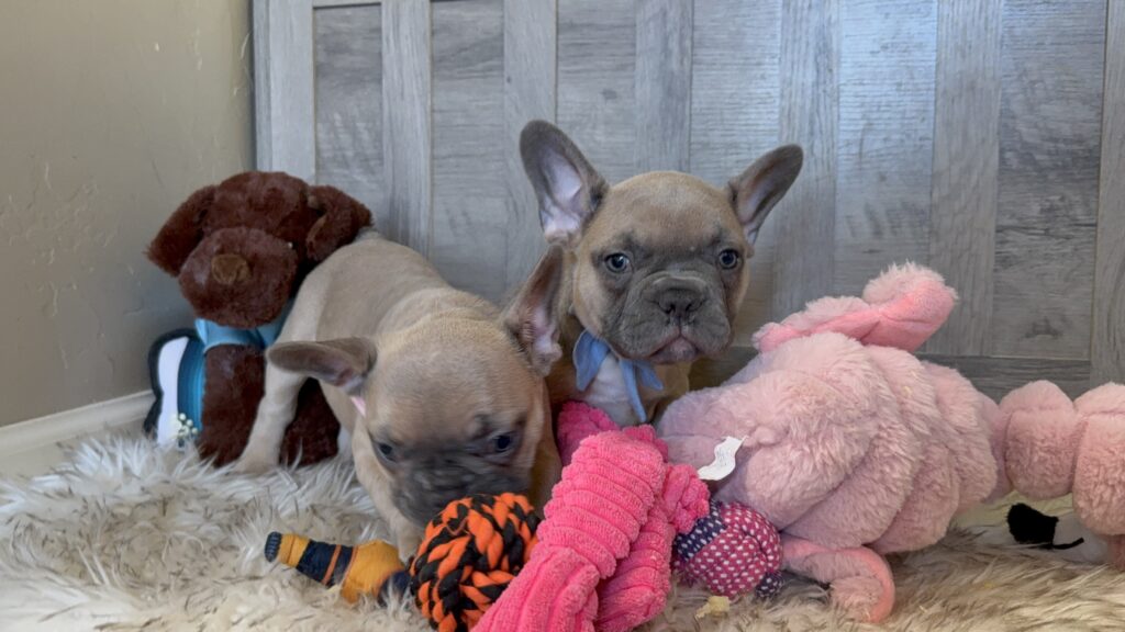 Yaro | Blue Fawn French Bulldog Male | Available in January 26th, 2026