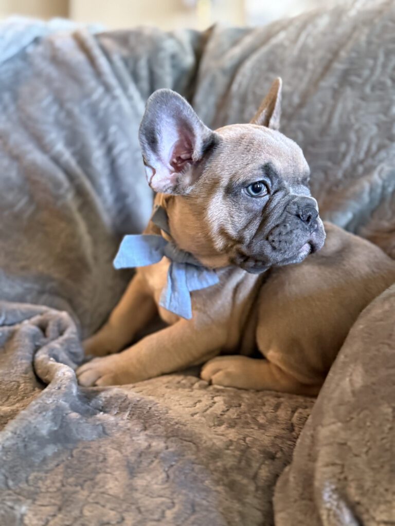Yaro | Blue Fawn French Bulldog Male | Available in January 26th, 2026