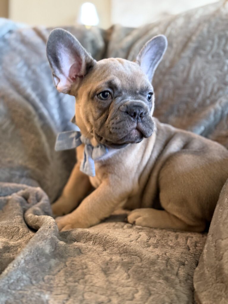 Yaro | Blue Fawn French Bulldog Male | Available in January 26th, 2026