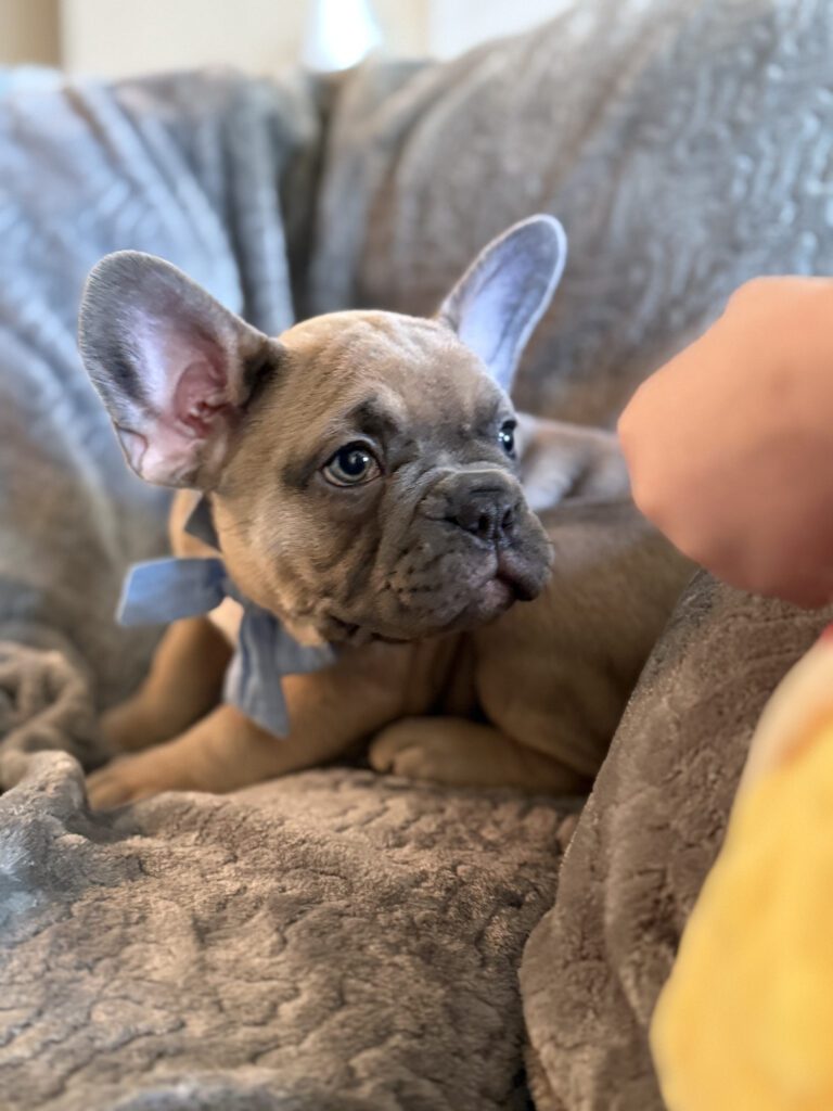 Yaro | Blue Fawn French Bulldog Male | Available in January 26th, 2026