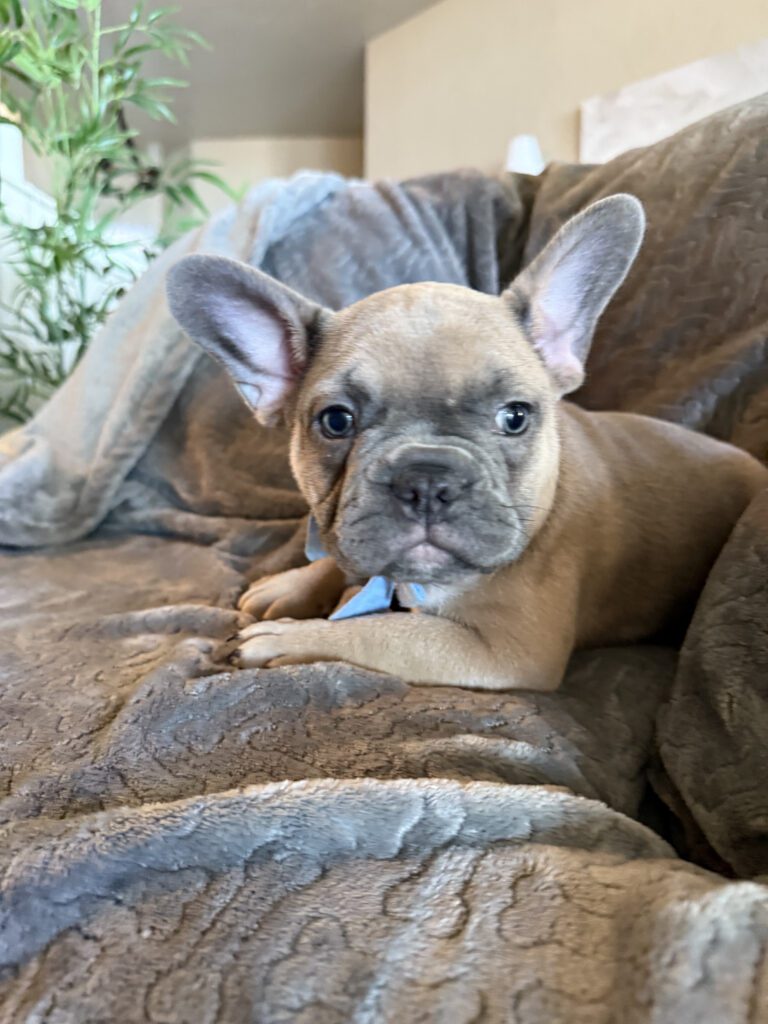 Yaro | Blue Fawn French Bulldog Male | Available in January 26th, 2026