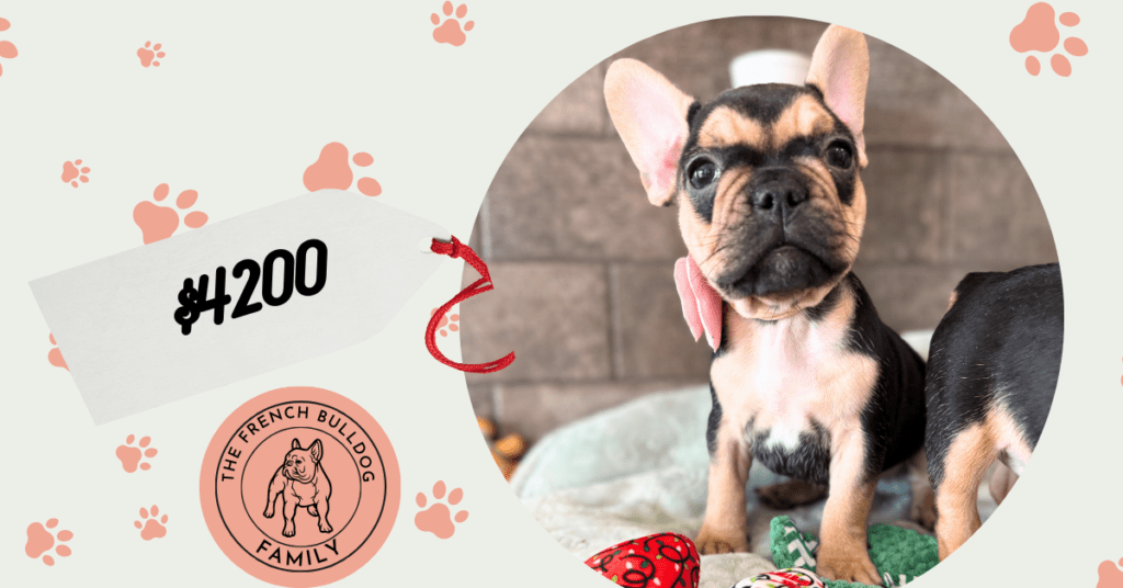 Sara | Black & Tan French Bulldog Female | Available Now | The Snuggly One