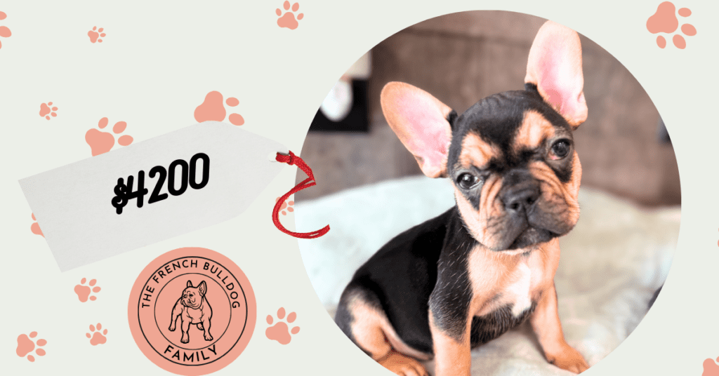 Sally | Black & Tan French Bulldog Female | Available Now | The Cheerful One