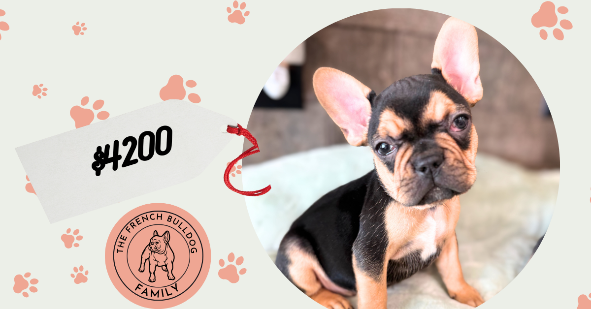 Sally | Black & Tan French Bulldog Female | Available Now | The Cheerful One