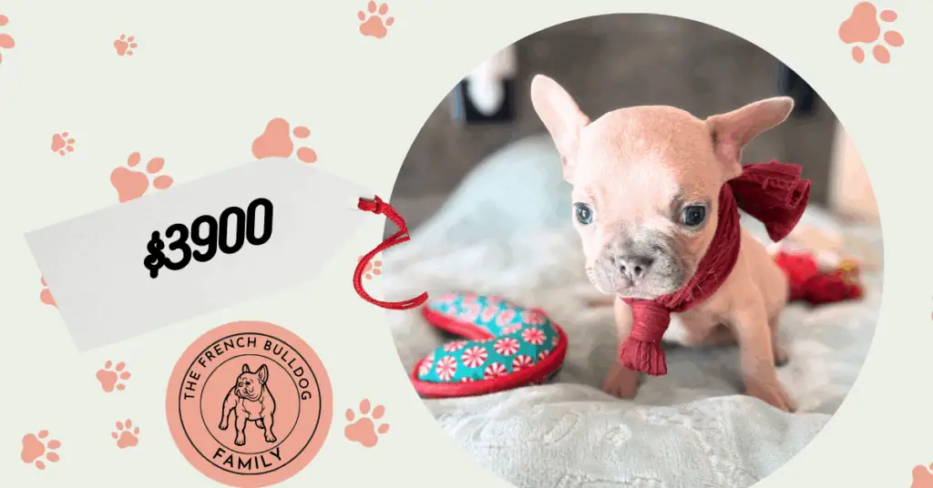 Sasha | Blue Fawn French Bulldog Male | Available Now | Travel Size Sweetheart