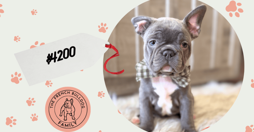 Whooper | Blue French Bulldog Male | Available in February 5th, 2026