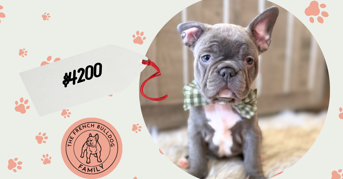 Whooper | Blue French Bulldog Male | Available in February 5th, 2026