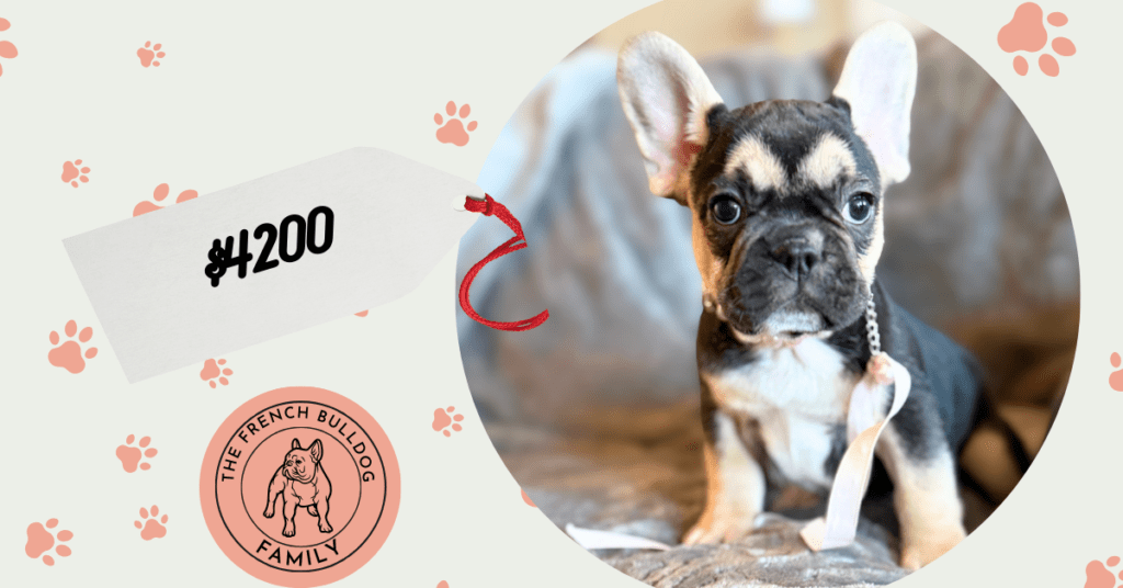 Whitney | Black & Tan French Bulldog Female | Available in February 5th, 2026