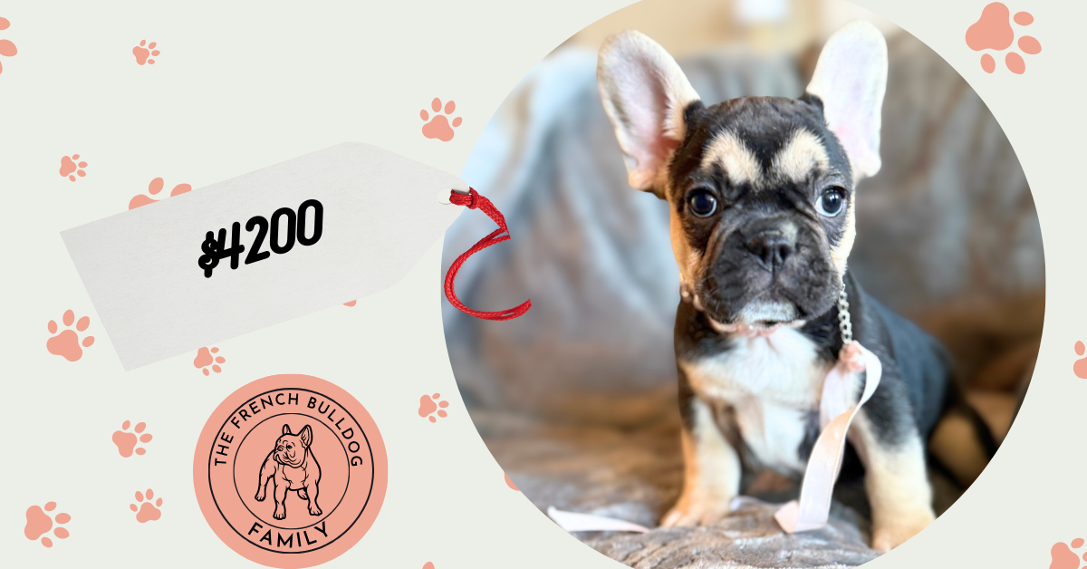 Whitney | Black & Tan French Bulldog Female | Available in February 5th, 2026