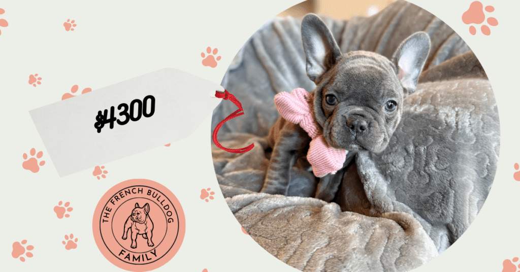 Wisper | Blue French Bulldog Female | Available in February 5th, 2026