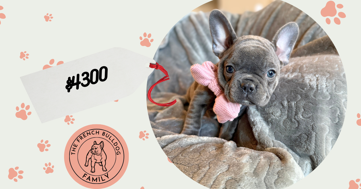 Wisper | Blue French Bulldog Female | Available in February 5th, 2026