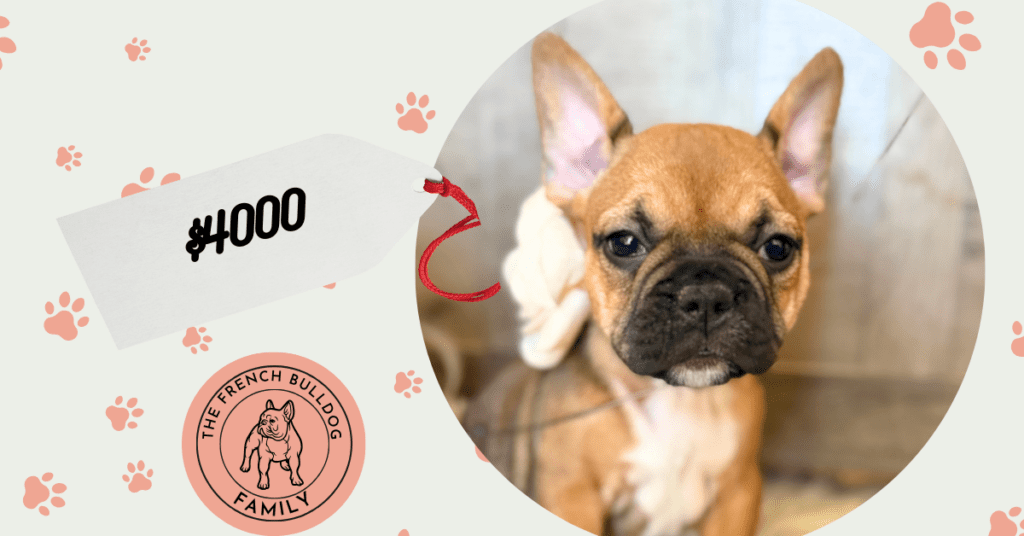Winnie | Sable French Bulldog Female | Available in February 5th, 2026