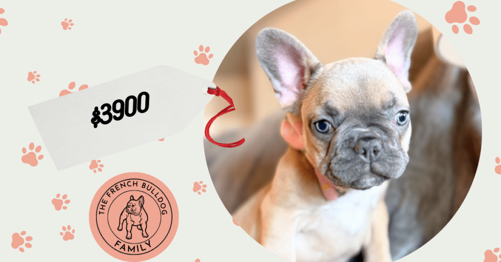 Yana | Blue Fawn French Bulldog Female | Available in January 26th, 2026