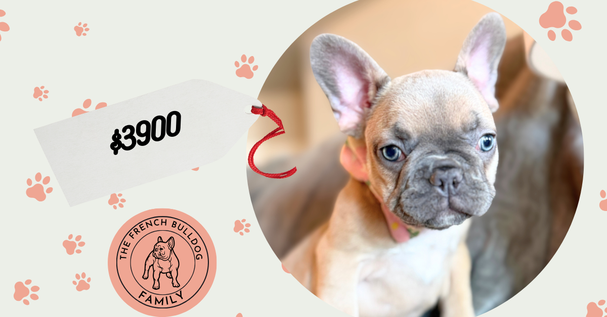 Yana | Blue Fawn French Bulldog Female | Available in January 26th, 2026