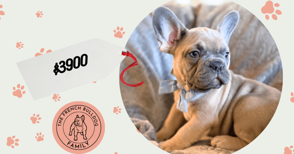 Yaro | Blue Fawn French Bulldog Male | Available in January 26th, 2026