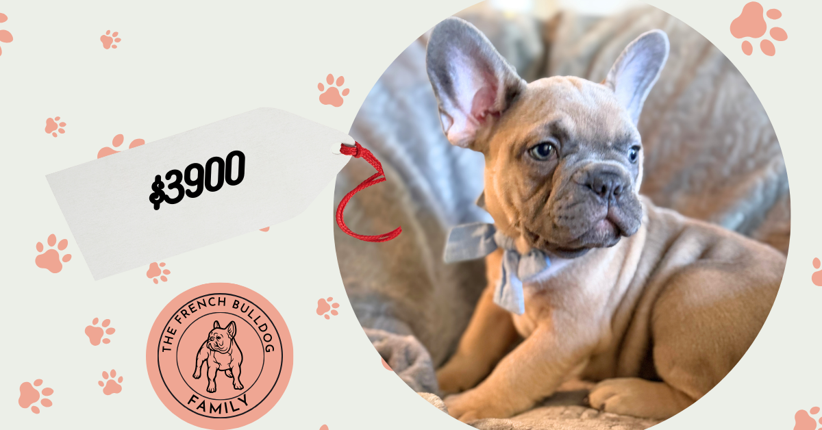 Yaro | Blue Fawn French Bulldog Male | Available in January 26th, 2026