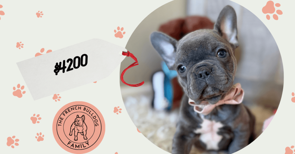 Young | Blue French Bulldog Male | Available in January 26th, 2026