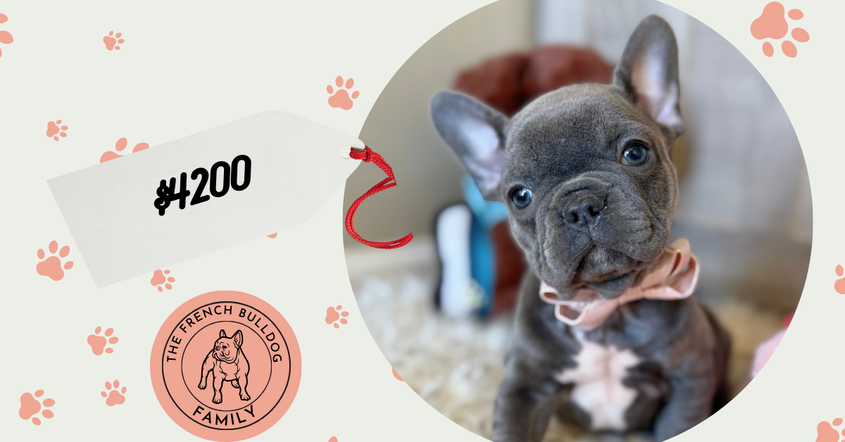 Young | Blue French Bulldog Male | Available in January 26th, 2026