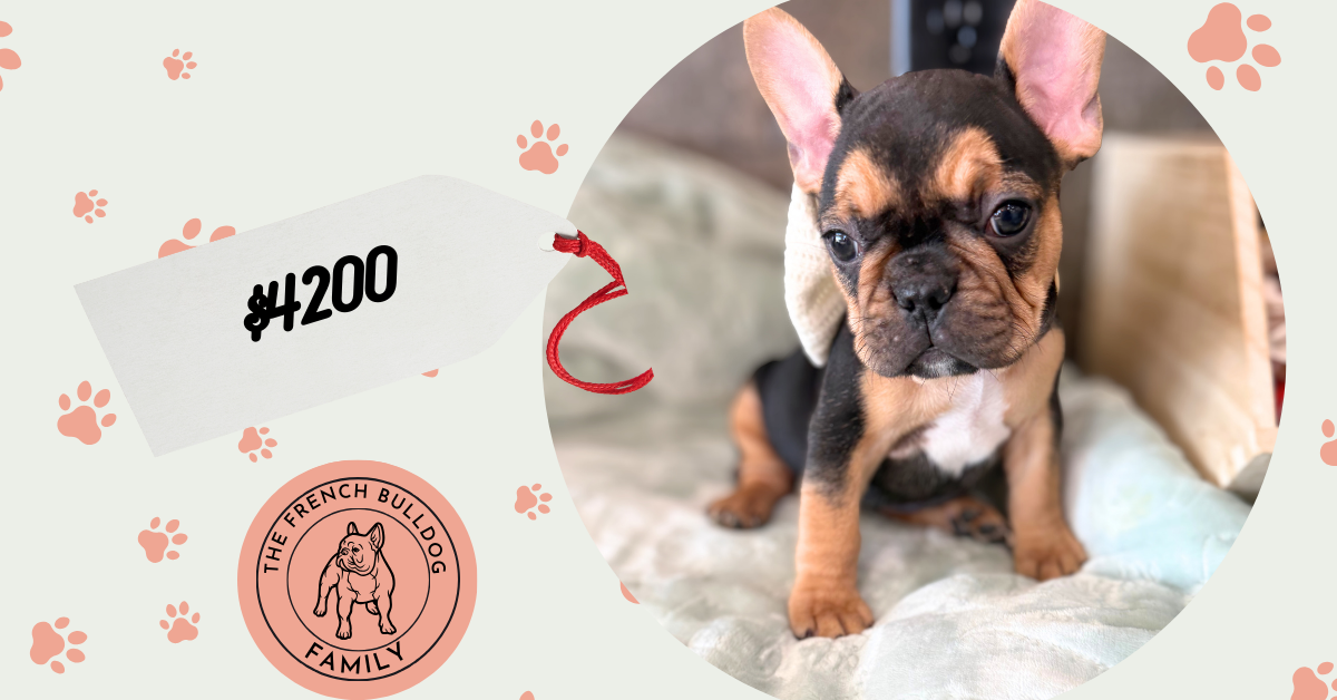 Sam | Black & Tan French Bulldog Male | Available Now