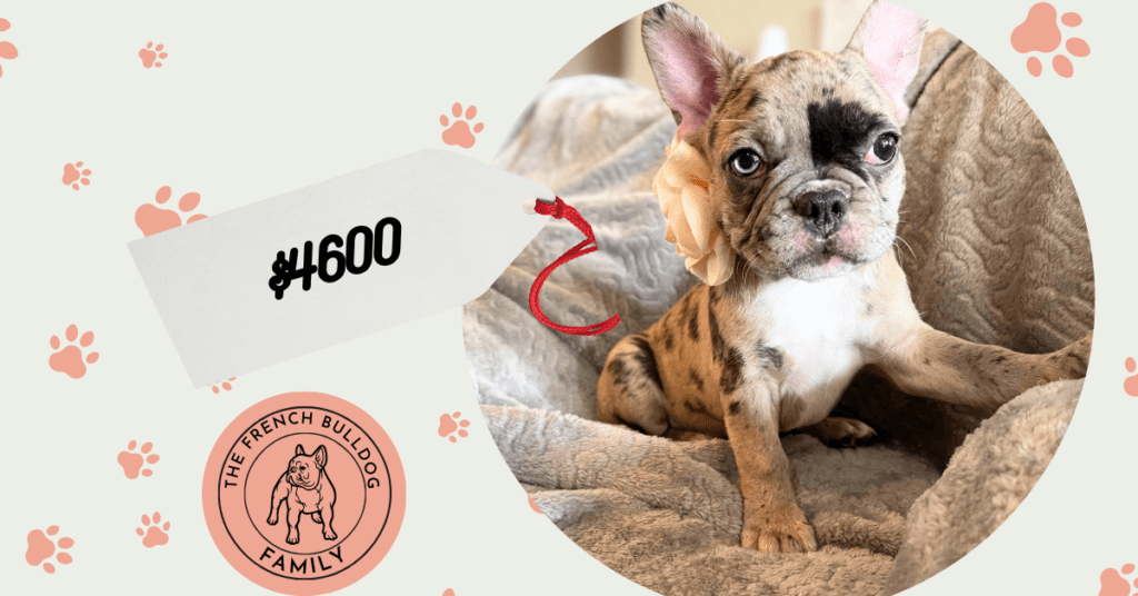 Veda | Blue Fawn Merle French Bulldog Female | Available Now